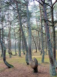 Танцующий лес. Куршская коса